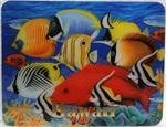 Magnet - Coral Fish II 3D
